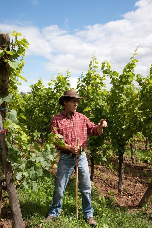 Gites Le Tokay Et Le Muscat Gertwiller Экстерьер фото